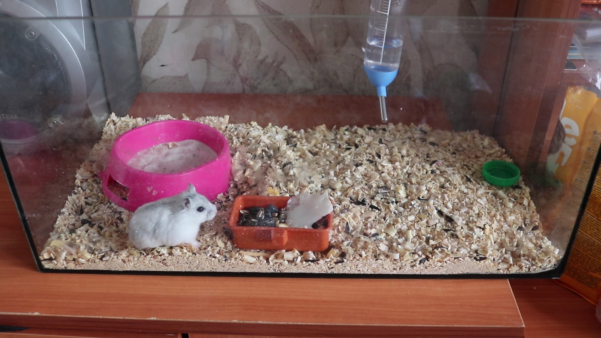 КУДА ХОМЯК ХОДИТ В ТУАЛЕТ? / КАКОЙ НАПОЛНИТЕЛЬ НАСЫПАТЬ ХОМЯКУ? смотреть онлайн