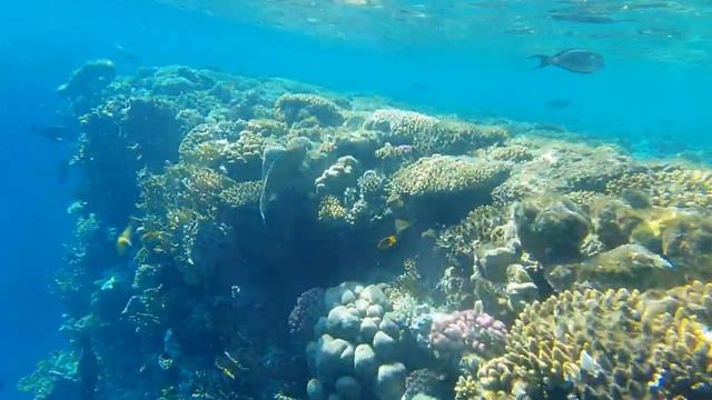 КРАСНОЕ МОРЕ🌊 1 декабря🌴 часть 2 смотреть онлайн