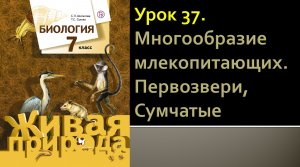 Урок 37. Многообразие млекопитающих. Первозвери, Сумчатые