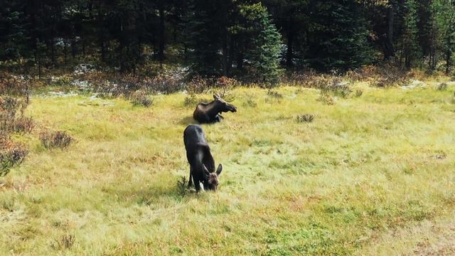 Banff and Jasper national parks in Canada, September 2019 смотреть онлайн