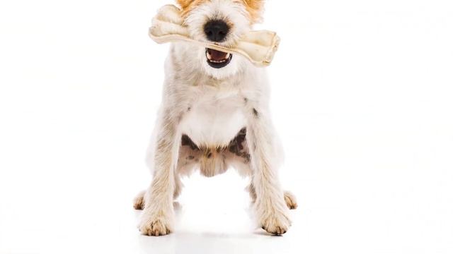 Dog Swallowed Bully Stick | You Shouldn't Be Concerned смотреть онлайн