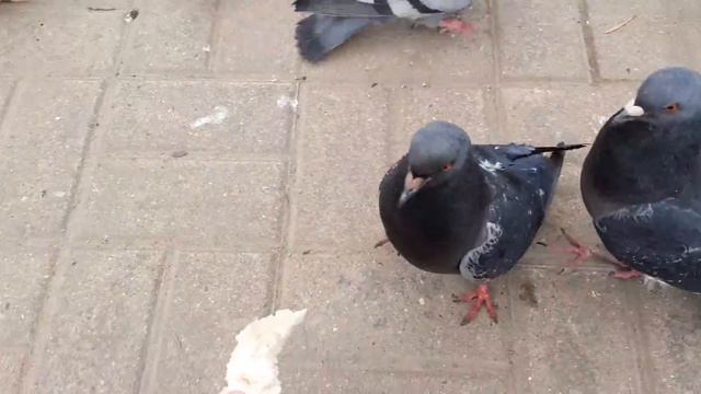 VLOG: 6/2020 | КАК МЫ КОРМИЛИ ГОЛУБЕЙ. смотреть онлайн