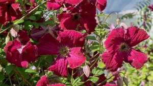 🌺Клематис Rubra 🌺