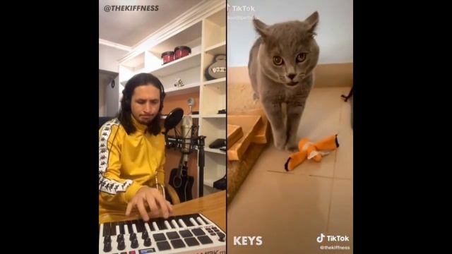 He turned angry cat meow into music~!!! смотреть онлайн