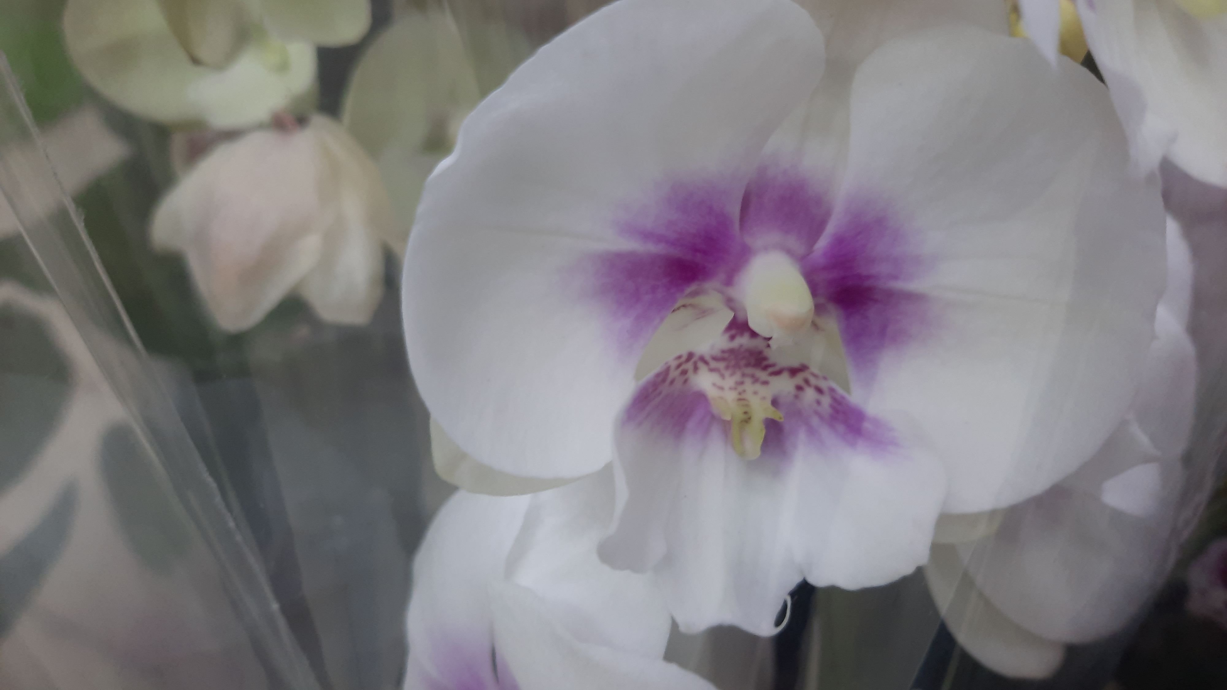 САДОВЫЙ ЦЕНТР РОСТОК.УЛ.40 ЛЕТ ПОБЕДЫ//13.05.24// смотреть онлайн