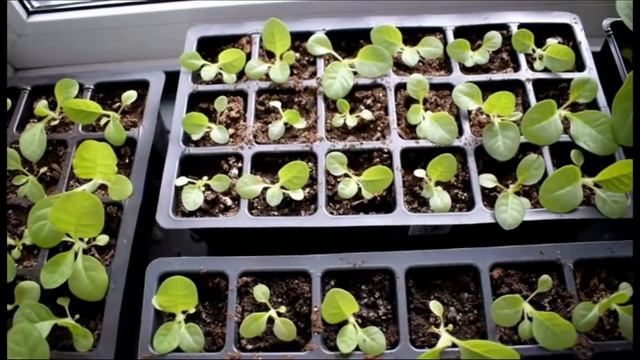 Курительный табак.Новый способ посева.Новый сорт смотреть онлайн
