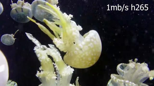 jelly fish bitrate test h264 vs h265 vs vp9 смотреть онлайн