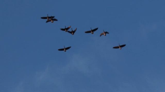 Hunting Snow Geese. Wind DESTROYED the Blind!! смотреть онлайн