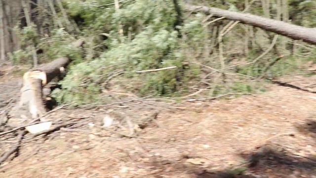 How To Create Deer Bedding & Travel Corridors! смотреть онлайн
