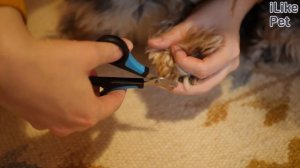 Как подстричь когти собаке: видеоинструкция