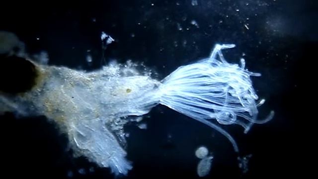 Микрон. Гидроидный полип. смотреть онлайн