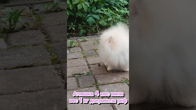 померанский шпиц! девочка свободна 89031200386☎ смотреть онлайн