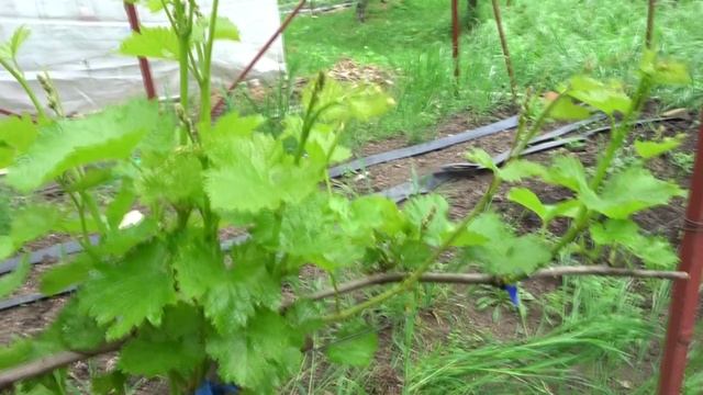 ПЕРВАЯ ПРОПОЛКА ВИНОГРАДА ОТ ЛИШНИХ ПОБЕГОВ