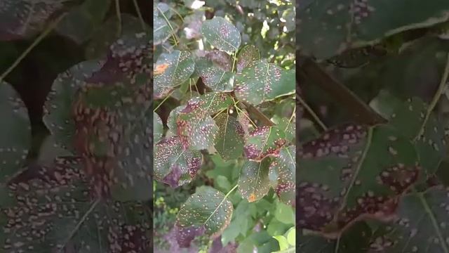 Септориоз груши (белая пятнистость) смотреть онлайн