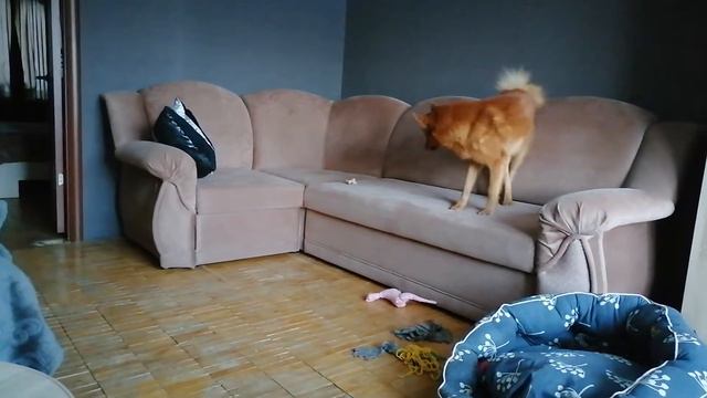 Карло-финская лайка. Из жизни Чинука. смотреть онлайн