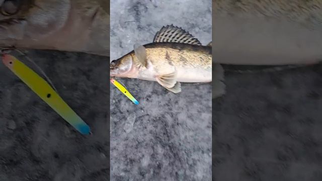 ЗИМНЯЯ РЫБАЛКА. СУДАК НА БЛЕСНУ. ЭХОЛОТ ПРАКТИК. смотреть онлайн