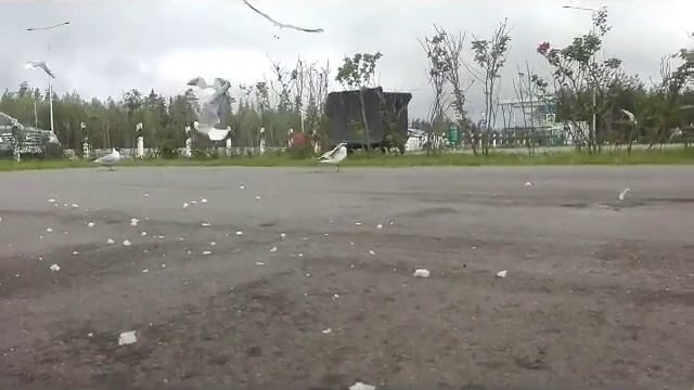 М 11 Трасса Санкт Петербург. Бешеные чайки на нас напали. смотреть онлайн