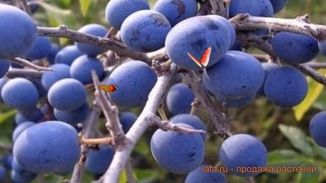 Слива колючая (prunus domestica) ? колючая слива обзор: как сажать, саженцы сливы смотреть онлайн