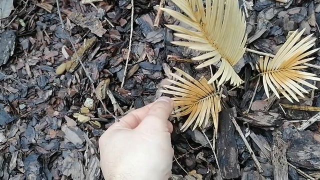 Как я выращиваю районированные растения смотреть онлайн