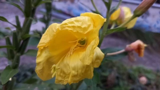 Осенние краски в саду..... смотреть онлайн