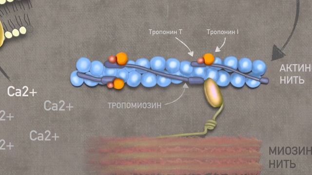 Как работает Дигоксин? (механизм действия). смотреть онлайн