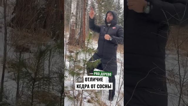 Как отличить кедровую сосну от обыкновенной сосны смотреть онлайн