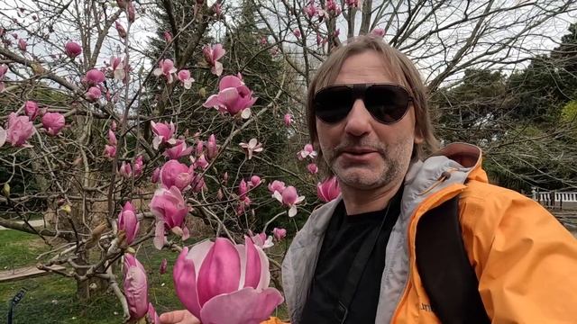Парк «Южные культуры» в Сочи – цветение магнолий смотреть онлайн