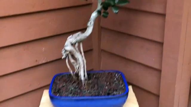 Ligustrum bonsai смотреть онлайн