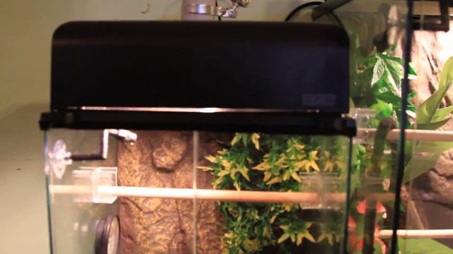 Green Tree Python Red Female EXO Cage Update III смотреть онлайн