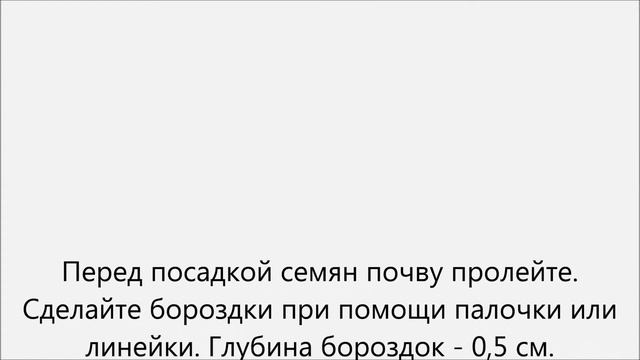 Когда сажать помидоры.Когда сажать помидоры на рассаду смотреть онлайн