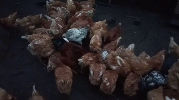 Соевий шрот для кур несушек