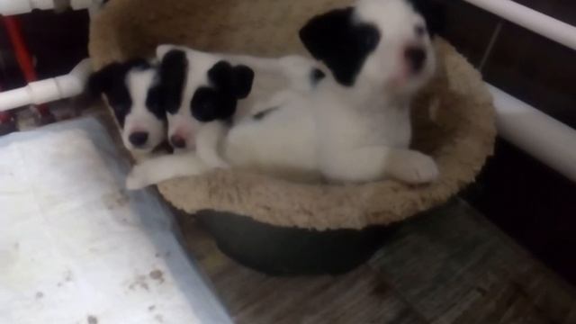 Бездомных щенят нужно пристроить смотреть онлайн