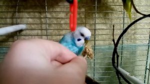 КАК ПРИРУЧИТЬ ПОПУГАЯ К РУКАМ? - Рабочий и быстрый способ!