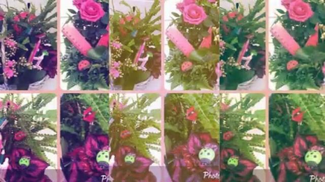 Декоративнолистные и цветущие цветы в доме. смотреть онлайн
