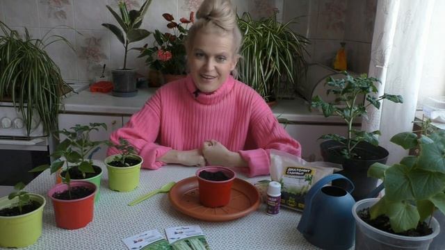 Посев сельдерея на рассаду смотреть онлайн