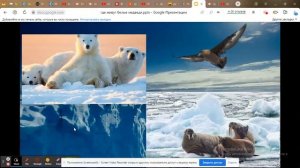 Окружающий мир 1 класс "Где живут белые медведи?"