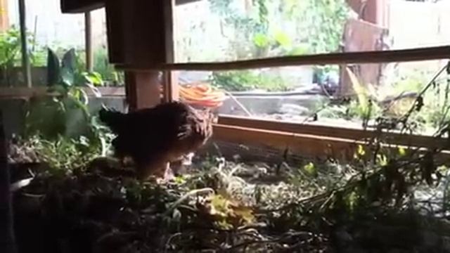2-month-old Welsummer pullets смотреть онлайн