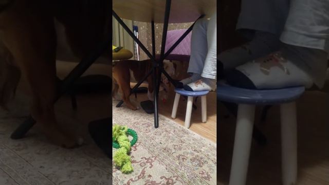 Английский бульдог Миша смотреть онлайн
