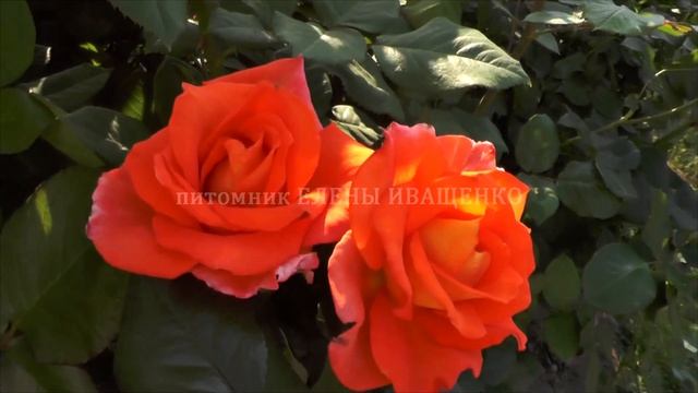 Роза МОНИКА уже цветёт. Питомник ЕЛЕНЫ ИВАЩЕНКО смотреть онлайн