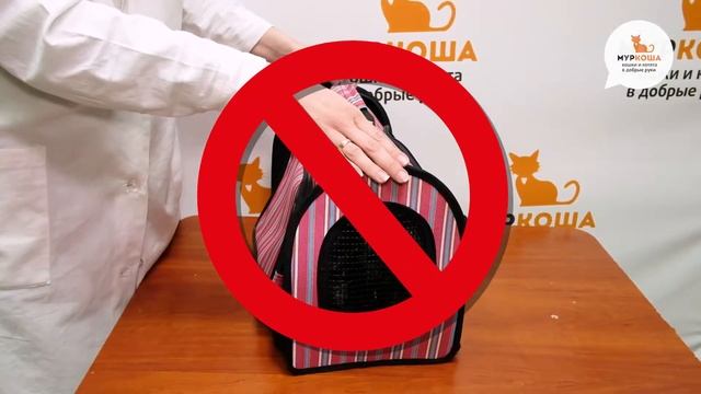 Какие бывают переноски для кошек? - Школа "Муркоши" #2 смотреть онлайн