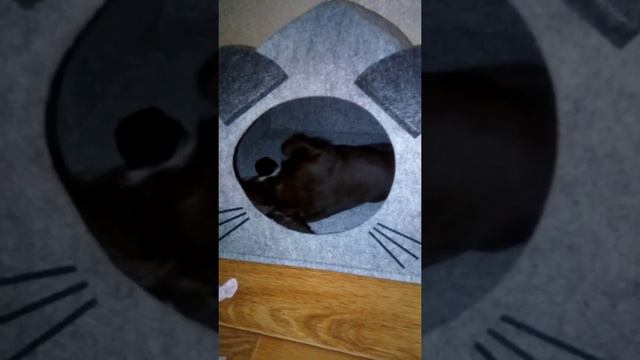 Джесси занята своими делами/спаниель 2 месяца смотреть онлайн