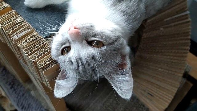 Бесподобное подобие (Груня косплеит Беляшика) смотреть онлайн