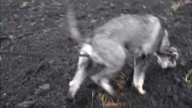 Ризеншнауцер Тесса. Следовый тренинг 05.11.2012.