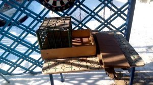 Гнездо для кур с яйцесборником за 15минут своими руками ????