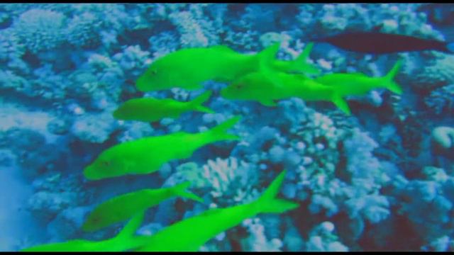 BUCEO MAR ROJO NORTE EGIPTO смотреть онлайн