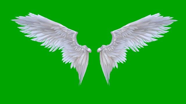 Angel wings in green screen Video Loops HD 4K | Free download смотреть онлайн