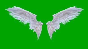 Angel wings in green screen Video Loops HD 4K | Free download
