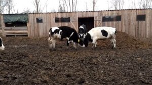 Откорм  бычков холмогорской  породы