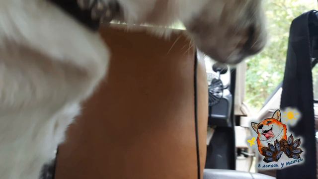 Собаку бросили у магазина "Магнит" смотреть онлайн