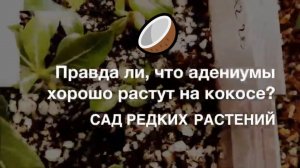 Кокосовый грунт для адениумов, мифы и реальность